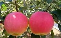 美八苹果好吃颜色好	山东美八苹果产地现在价格一斤