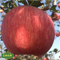 陕西特产洛川苹果红富士新鲜水果85mm礼盒装一件代发支持混批