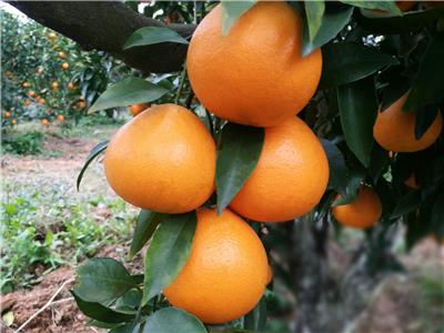 供应30-70cm高优质粗壮晚熟新品种世纪红美国糖橘苗