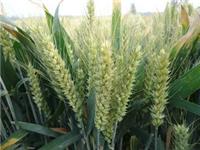 安徽适合什么小麦哪个品种较高产