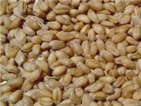 安徽较新小麦价格买优质高产扛倒小麦种价格低