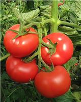 供应以色列瑞冠-红果番茄种子
