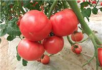 新品种中农五号-大果型番茄种子