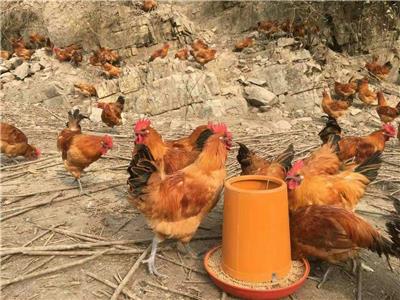 贵州遵义提供好的香鸡苗　香鸡苗现在价格一只－卓农禽业