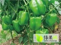 新品种绿巨一号-一代甜椒种子