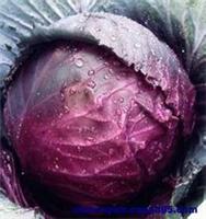日本紫宝-特色紫甘蓝种子
