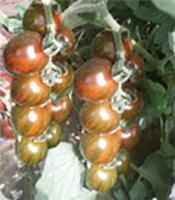供应金玉彩3-特色小番茄种子