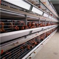 金凤鸡笼 呼和浩特 金凤G28自动化养鸡设备 重叠式鸡笼