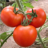 廊坊市西红柿种植价格，廊坊市西红柿种植技术