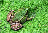 四川蛙卵培育,自贡蛙卵培育质量,燕子涯水产养殖