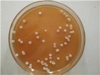 饲料厂用微生物菌剂枯草芽孢杆菌