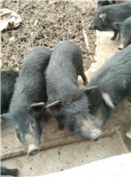 延长县供应纯种藏香猪母猪养殖香猪可以吗