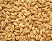 枣阳汉光长年采购高粱、玉米、小麦、大米、糯米、碎米、淀粉