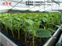 上海购买黄瓜苗选价格 不妨去安信种苗看一看