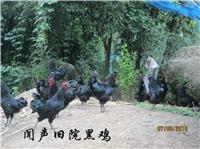 四川旧院黑鸡,乐山旧院黑鸡养殖,闻声旧院黑鸡养殖