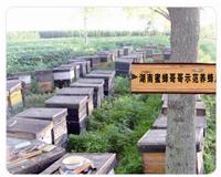 蜜蜂哥哥养蜂工具批发 蜂箱批发 中蜂十框蜂箱