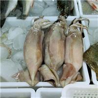 秘鲁鱿鱼进口报关需要的资料丨清关需要的资料