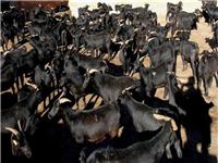 黑山羊肉羊价格，有黑山羊养殖场