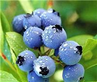 大连蓝莓,大连**蓝莓营养价值,富甲蓝莓