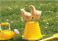 法库县肉食鸡销售，法库县肉食鸡养殖