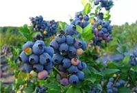 大连**蓝莓价格-富甲蓝莓-大连蓝莓