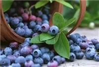 大连**蓝莓酒-富甲蓝莓-大连**蓝莓