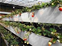 江苏草莓立体栽培槽厂家供应美观大方节约资源提高产量型立体种植槽出售