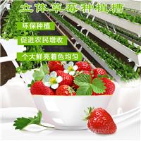 山东草莓种植槽厂家供应 石家庄泽阳草莓立体种植设备欢迎光临