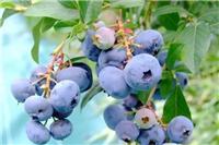 蓝莓,大连速冻蓝莓,富甲蓝莓