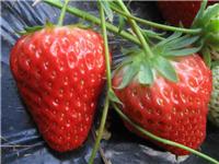 四川草莓苗,大丰草莓苗批发,农游天下农业开发