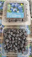 山东招远蓝莓产量和销售市场