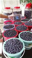 山东招远蓝莓的营养价值