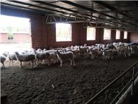 赤峰市肉羊养殖场地，赤峰市肉羊养殖