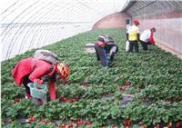 四川草莓园,成都草莓园采摘,农游天下农业开发