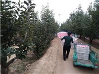山东烟台红富士苹果营养价值和产品市场