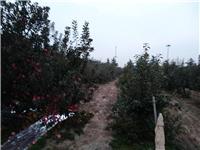 山东烟台莱西苹果树种植技术和经验