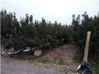 山东烟台苹果树种植技术和规模