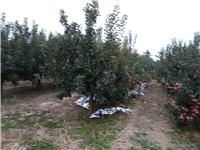 山东烟台苹果树生长周期