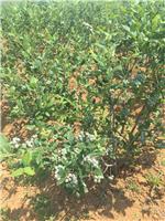 山东烟台蓝莓种植条件和前景