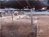 山东莱阳绵羊养殖的技术和经验