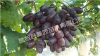 价格合理的夏黑葡萄苗，供应河北高质量的藤稔葡萄苗