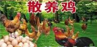 山东烟台龙口散养鸡营养价值