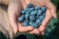 大连蓝莓营养价值-富甲蓝莓-大连蓝莓