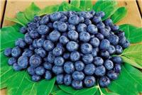 富甲蓝莓/大连蓝莓/金州蓝莓价格