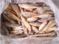 山东威海荣成八甲村黄花鱼的营养价值