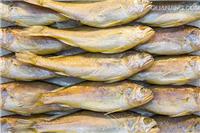 山东威海荣成黄花鱼的价值和市场