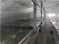 山东莱州多宝鱼养殖技术