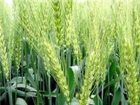 小麦种植_鸿福园种植专业合作社