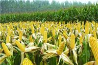 玉米种植_鸿福园种植专业合作社