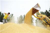 小麦收购_鸿福园种植专业合作社